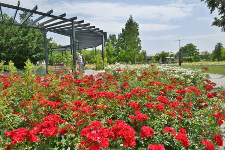 Virágba borultak a liget rózsái - most érdemes egyet sétálni a Rózsa ligetben